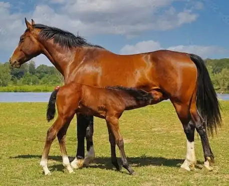 Mare and Foal Nursing