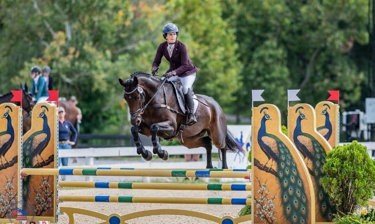 Dark bay mare show jumping in Kentucky.