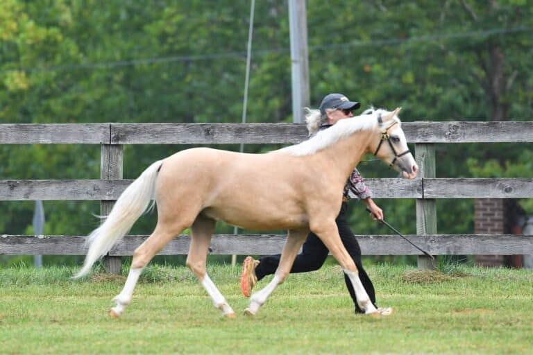 Palomino pony being shown in hand