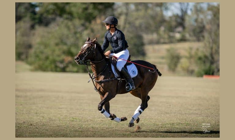 Dark bay polo ponie in flight